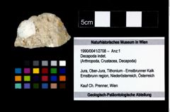 Foto (Objekt + Etikett) von Decapoda indet.  (NHMW-GEO-1990-0041-2708)